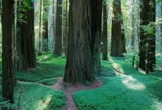 Humboldt County, California Featured in "After Earth"